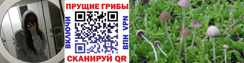 где найти наркотики  KRAKEN   Псилоцибиновые грибы мицелий  Новоржев 